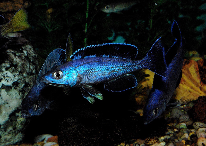 Cyprichromis sp. 'brilliant jumbo' (Speckleback Moba)